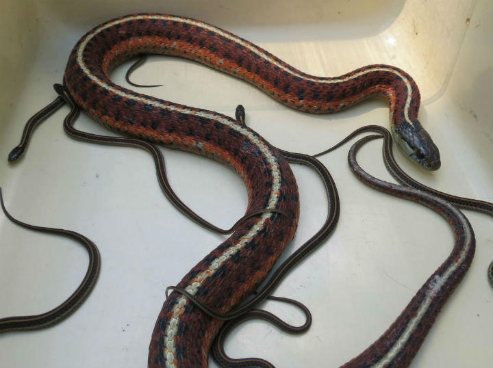 Coast Garter Snakes
